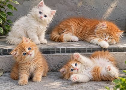 Kittens for sale