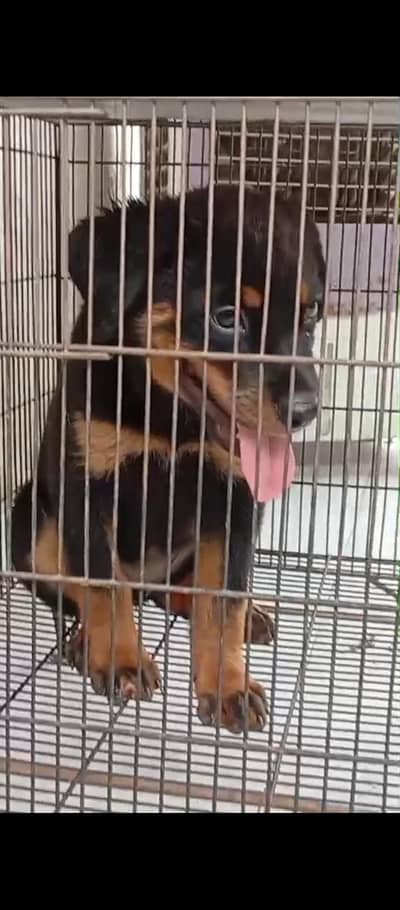 Rottweiler