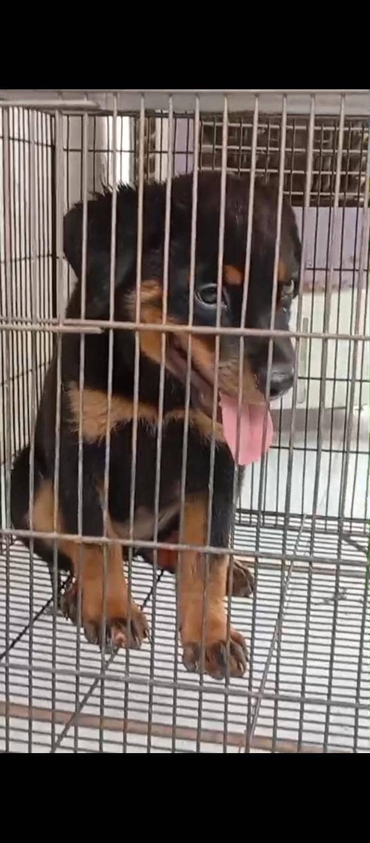 Rottweiler 0