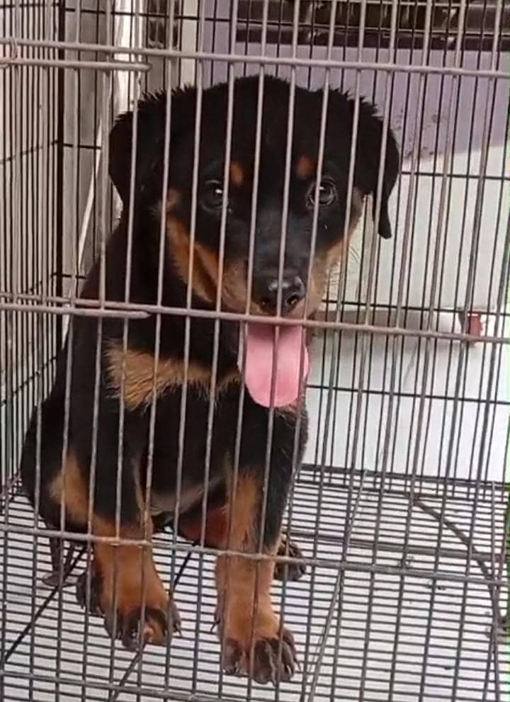 Rottweiler 1