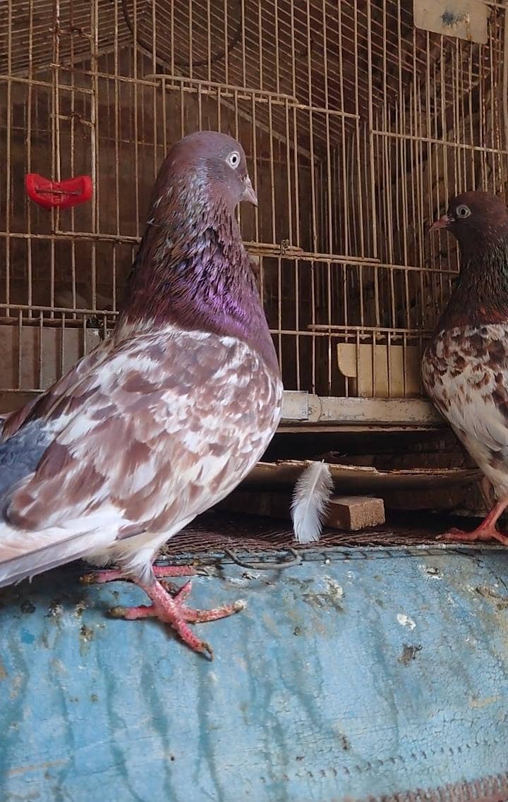 قیمتی کبوتر اور نسلی جوڑے 1