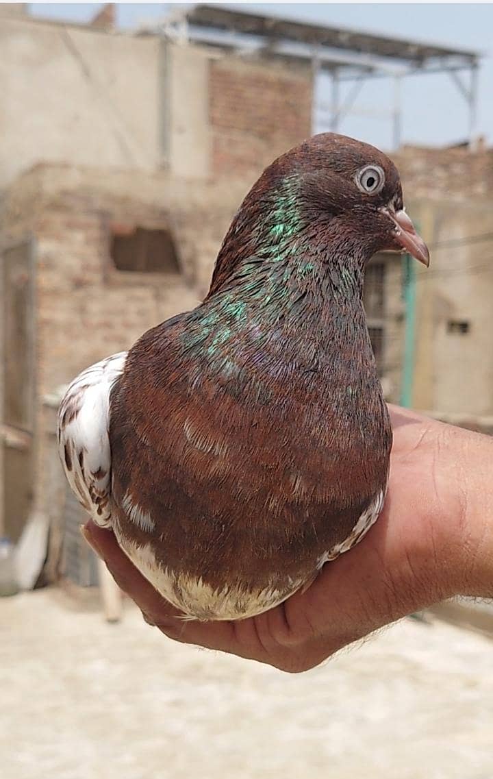 قیمتی کبوتر اور نسلی جوڑے 3