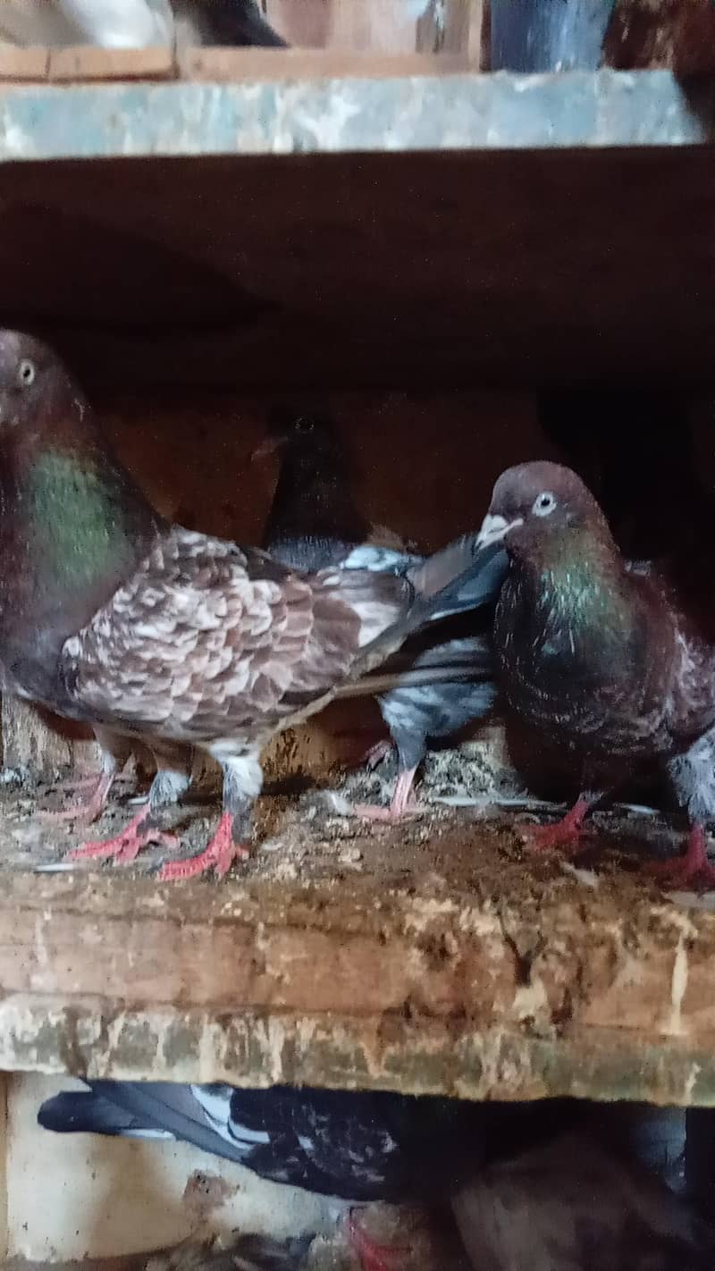 قیمتی کبوتر اور نسلی جوڑے 6