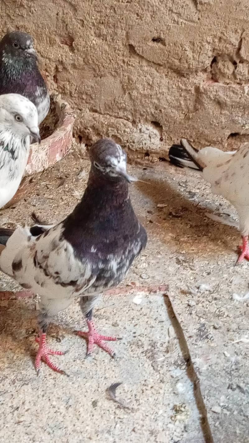قیمتی کبوتر اور نسلی جوڑے 7