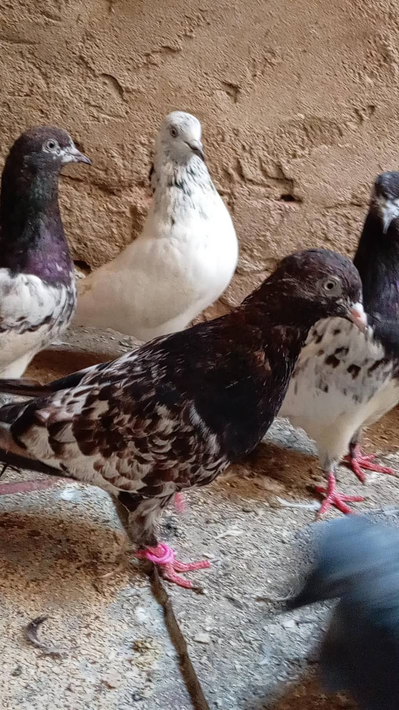 قیمتی کبوتر اور نسلی جوڑے 8