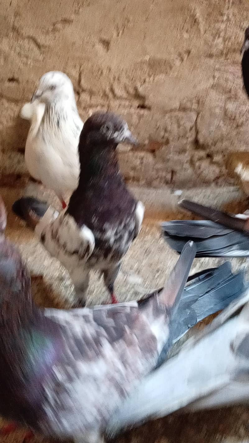 قیمتی کبوتر اور نسلی جوڑے 10