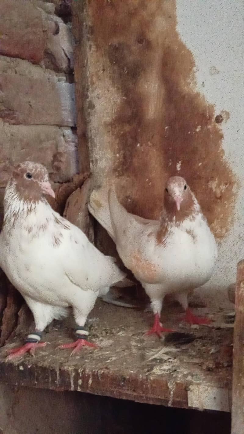 قیمتی کبوتر اور نسلی جوڑے 11
