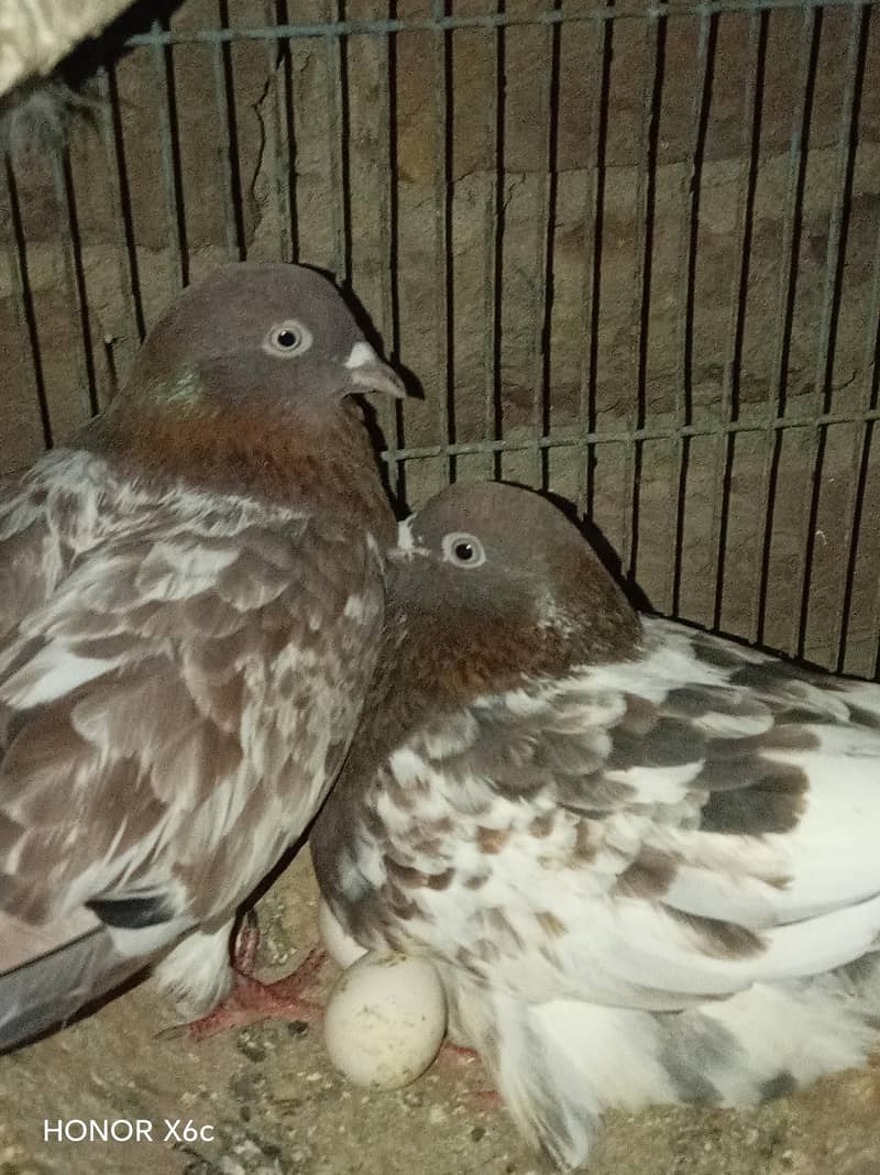 قیمتی کبوتر اور نسلی جوڑے 12