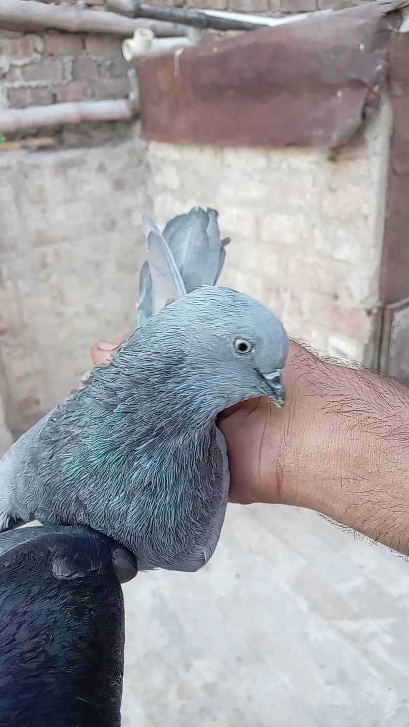 قیمتی کبوتر اور نسلی جوڑے 13