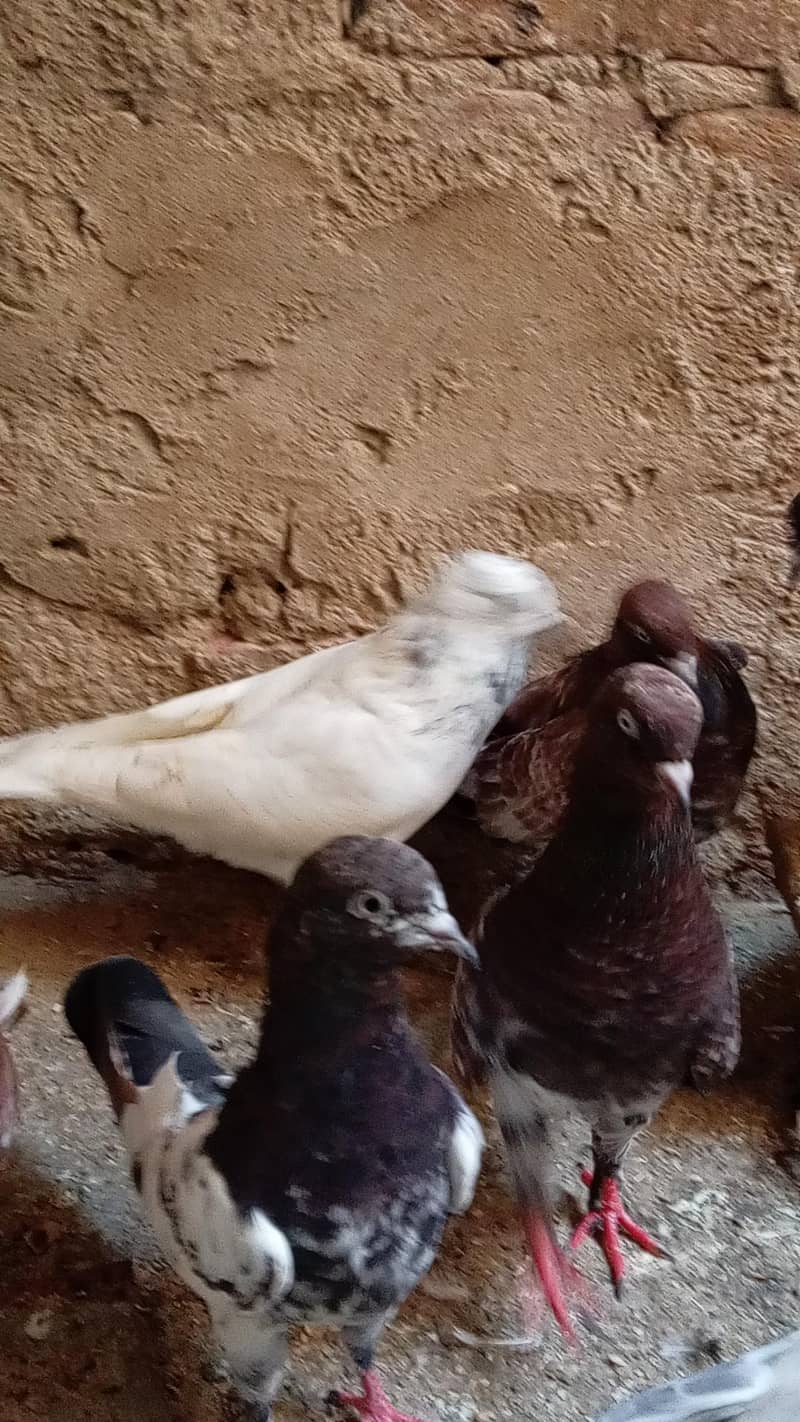 قیمتی کبوتر اور نسلی جوڑے 15