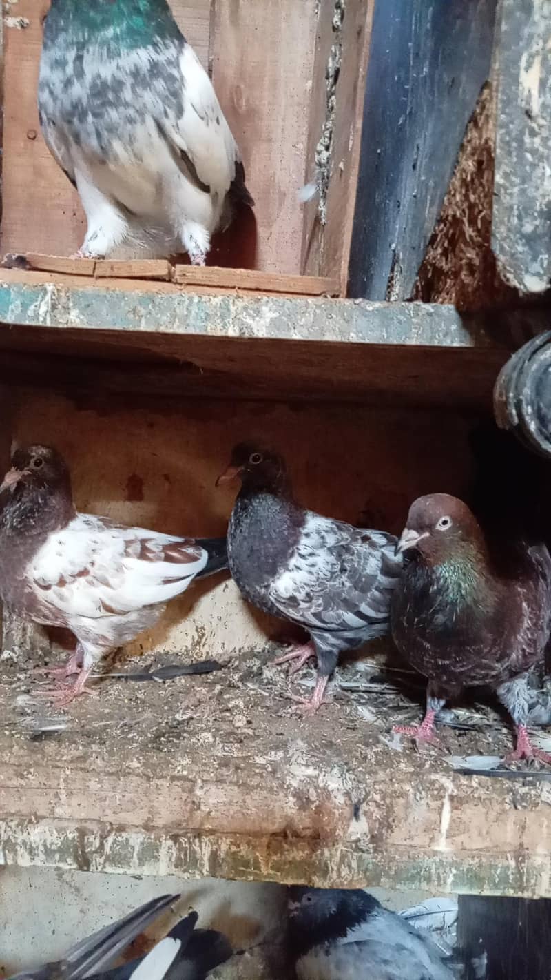 قیمتی کبوتر اور نسلی جوڑے 16