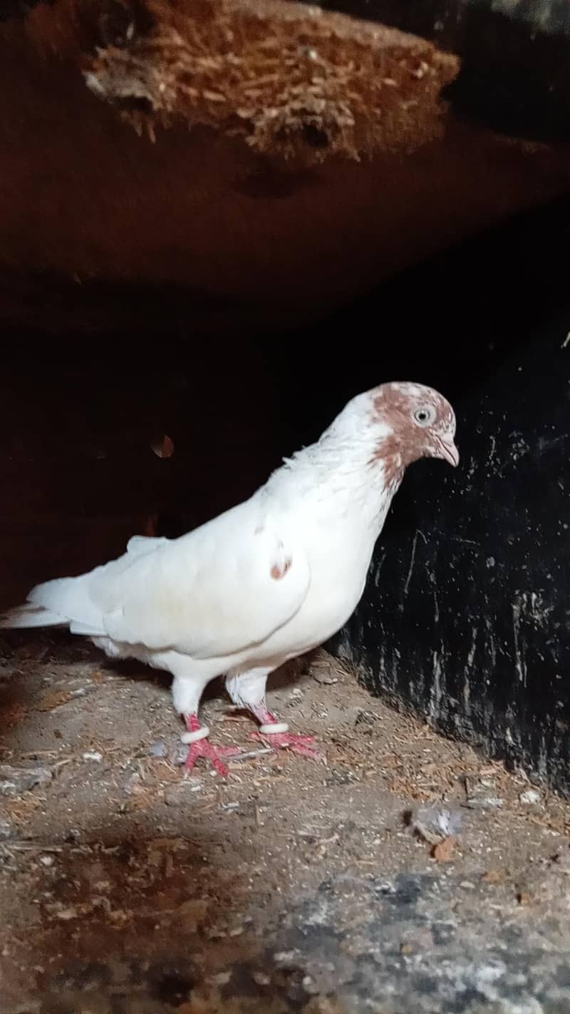 قیمتی کبوتر اور نسلی جوڑے 17