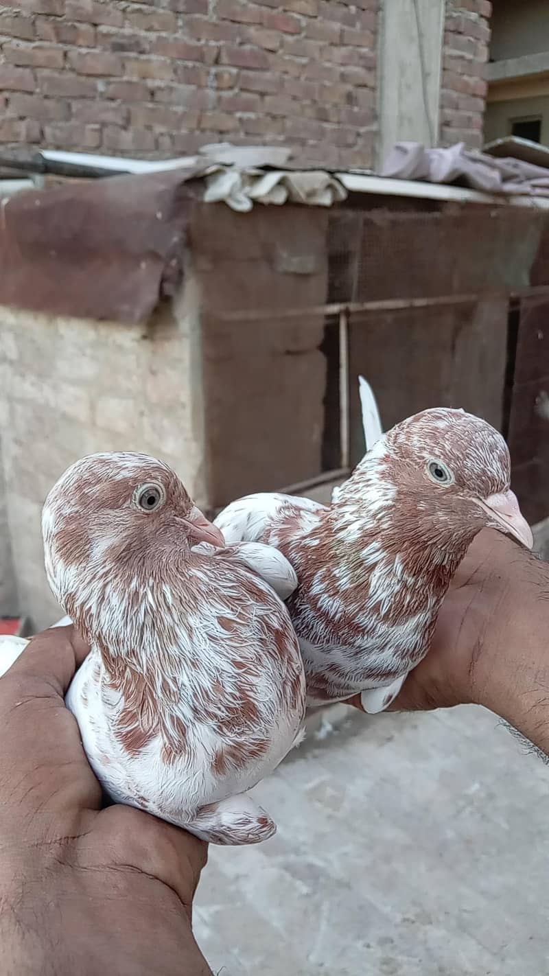 قیمتی کبوتر اور نسلی جوڑے 18