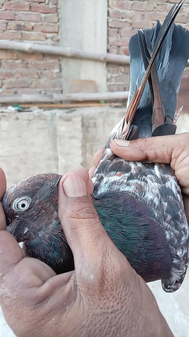قیمتی کبوتر اور نسلی جوڑے 19