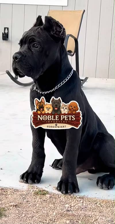 Cane corso puppies are available in Pakistan with pedigree passports
