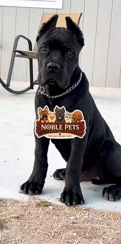 Cane corso puppies are available in Pakistan with pedigree passports
