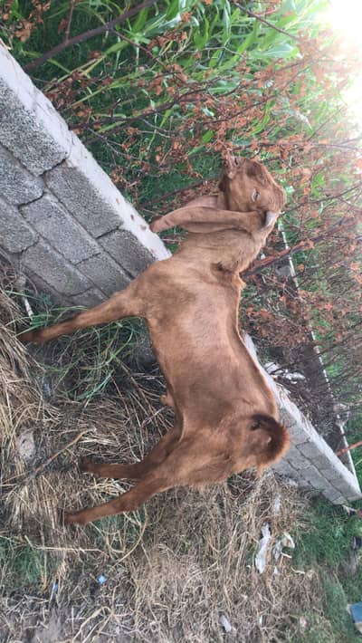 Male breeder for sale