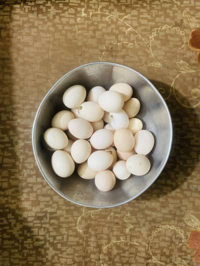 Desi eggs for sale
