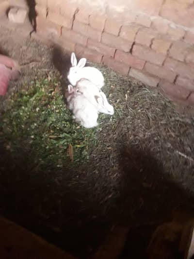 pure white rabbits