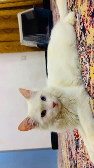 Persian cat 6 months white odd eyed  double caot