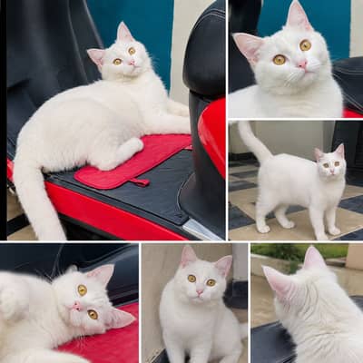 Kitten for sale