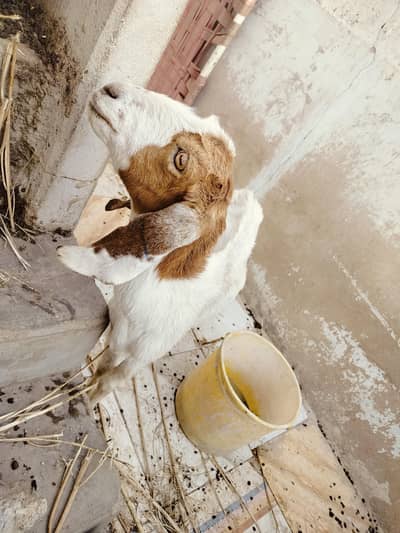 Khubsurat Mundli Kamori Cross Bakri For Sale.