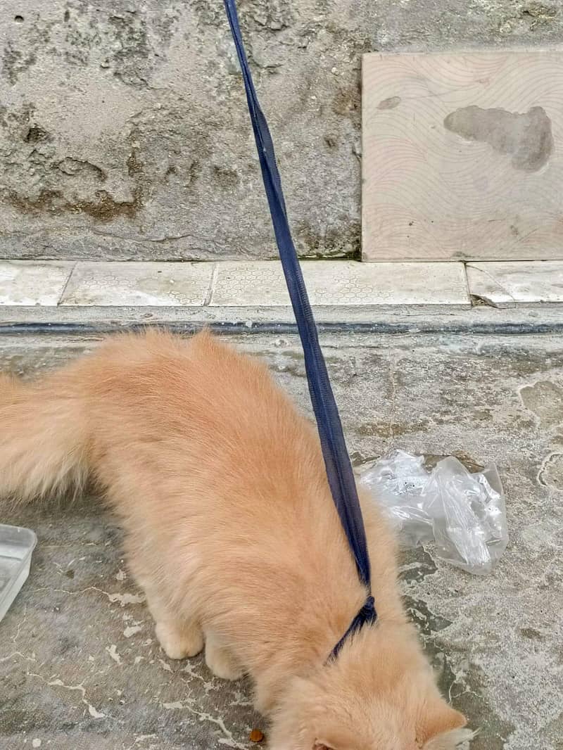 adorable cat 1