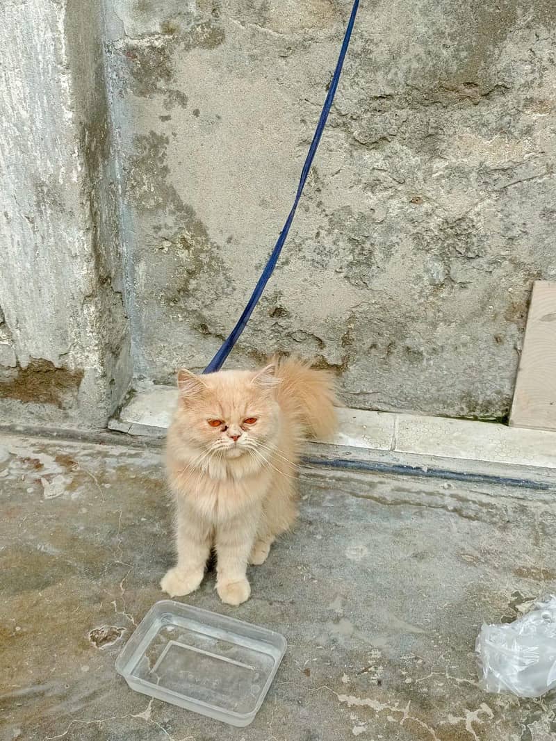 adorable cat 2