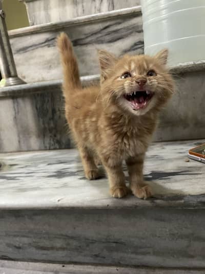 Kitten for sale