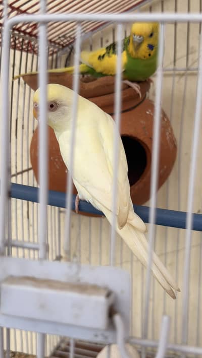Pure white red eyes