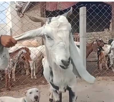 BEETAL BAKRI