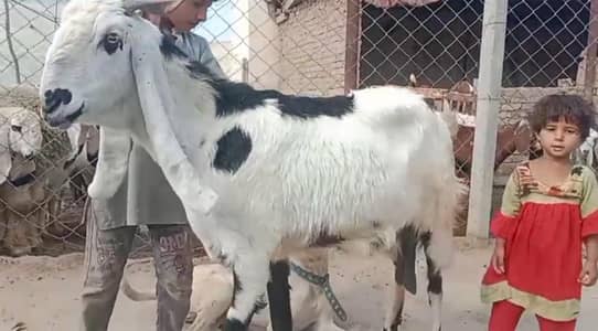 BEETAL BAKRI