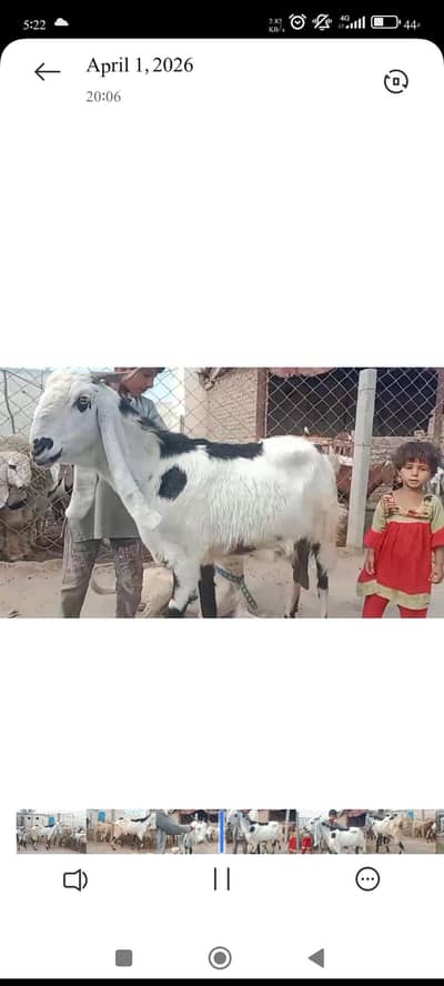 BEETAL BAKRI