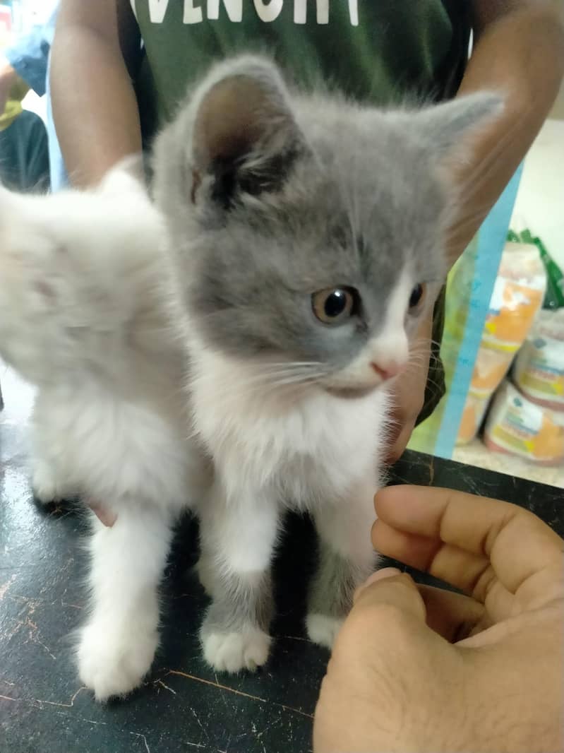 Persian kittens 0