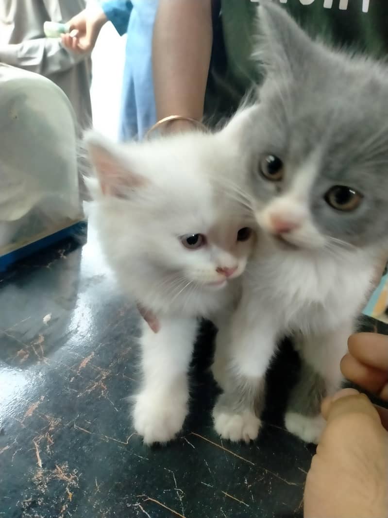 Persian kittens 1