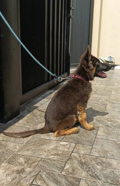 4 month Female german shepherd for sale very active