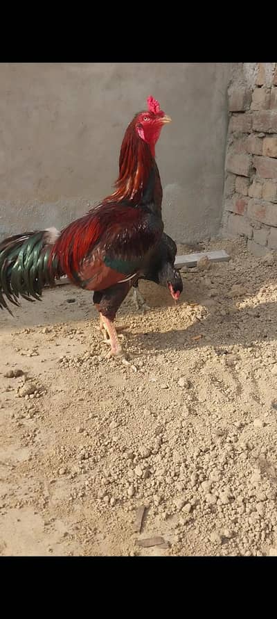 pure Aseel lakha breeder