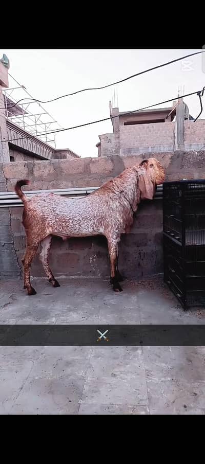 makke china breeder