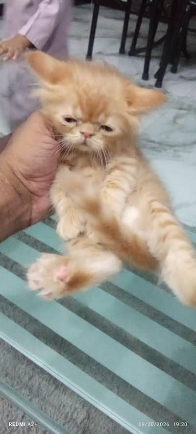 cats sale