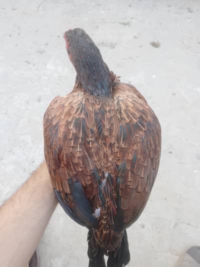 Aseel female