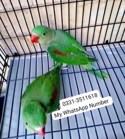 kashmiri raw parrot for urgent sale