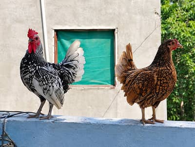 Healthy and Active Sebright Pair