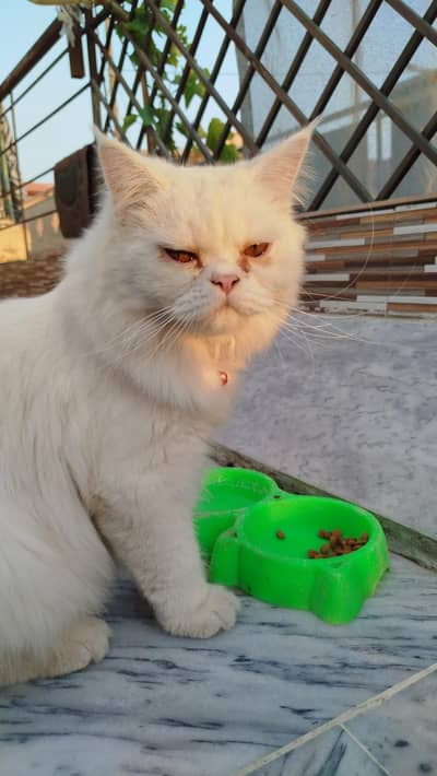Male Cat for breading & sale