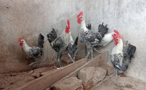 Egyptian fiumi Male's