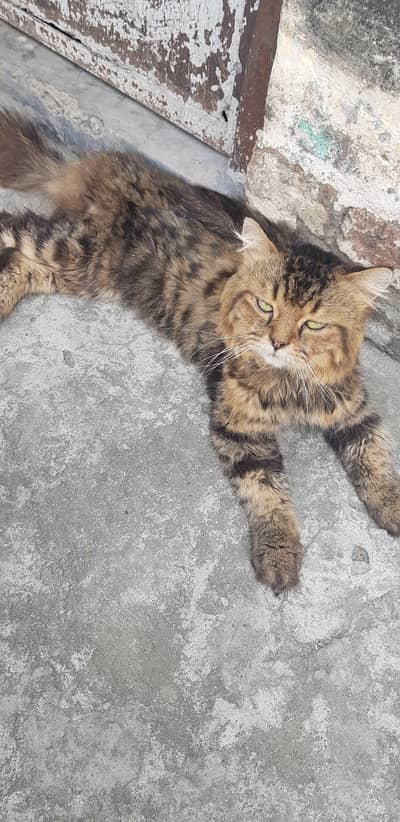 sybreiyan cat