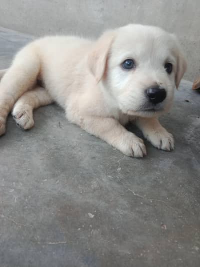 Labrador applehead