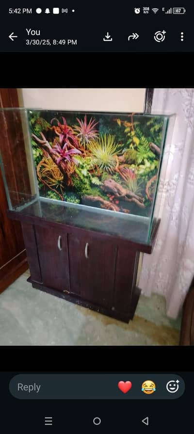 fish aquarium