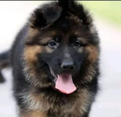 German shepherd puppies