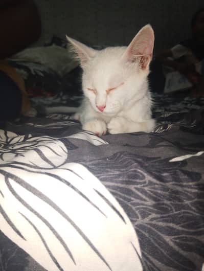 female cat