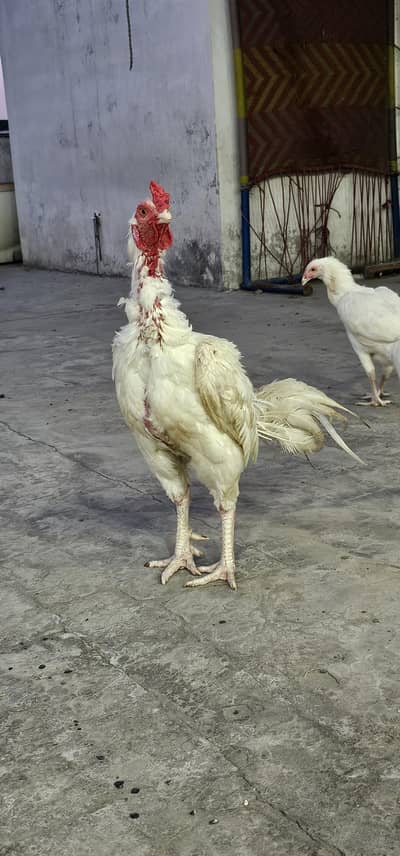 Title: Pure Heera Aseel Pair Sale – 20 Months Old | Lahore
